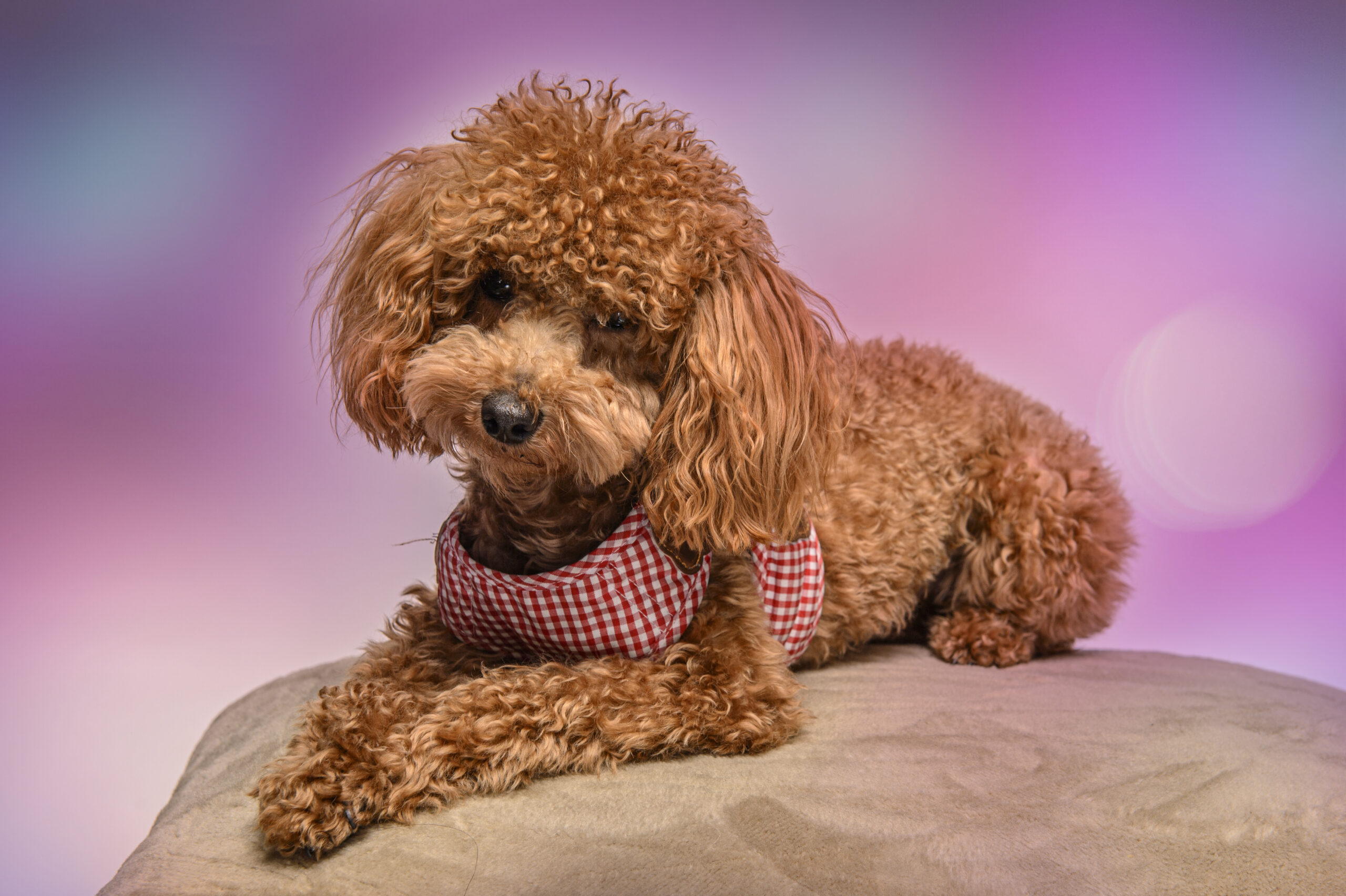 Come un cane diventa attore
